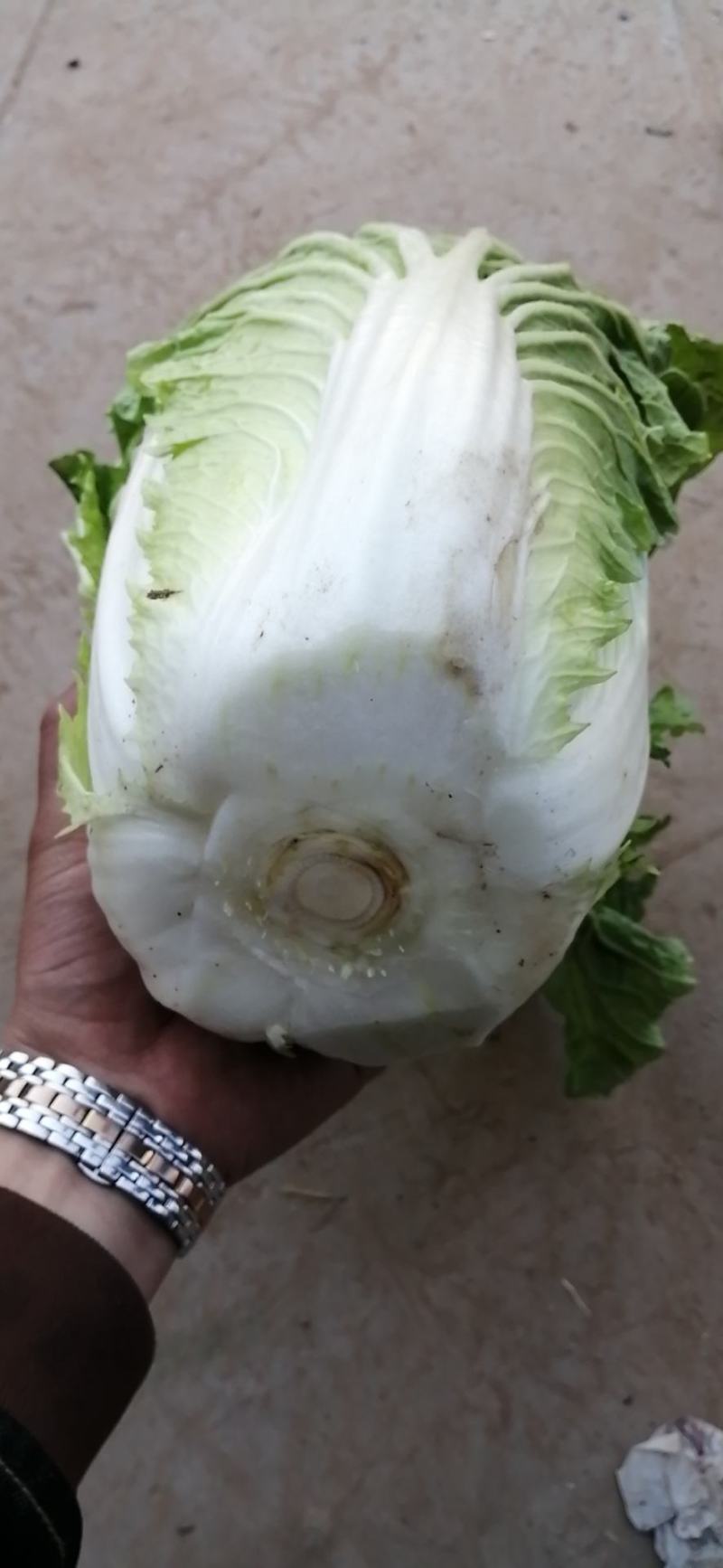《精选》黄心白菜，精品大白菜货源充足大量供应，质量保证