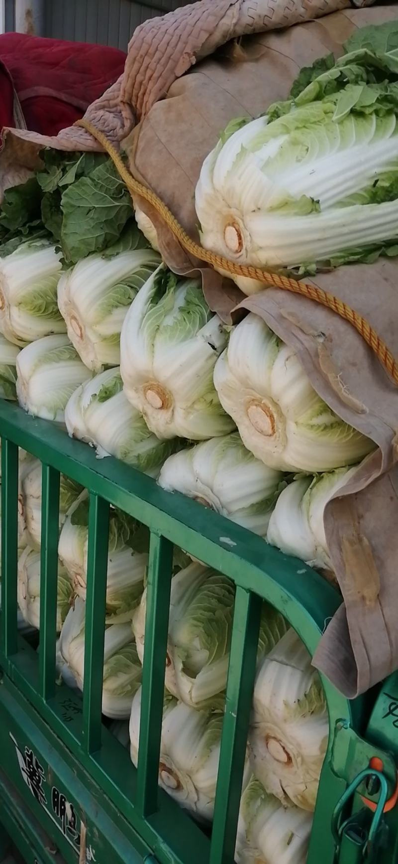 《精选》黄心白菜，精品大白菜货源充足大量供应，质量保证