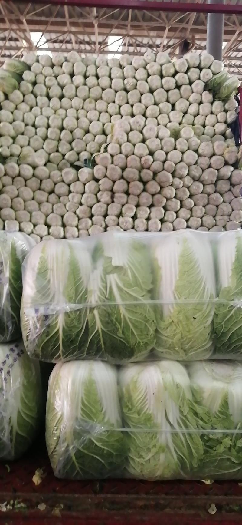 《精选》黄心白菜，精品大白菜货源充足大量供应，质量保证