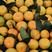 早熟蜜橘高山叶橘大量上市无核细皮扁形果产地一手货源批发