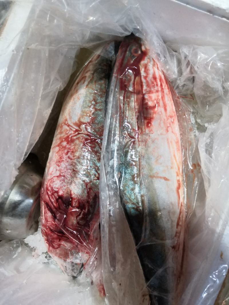 冰鲜鲷鱼冰鲜师鱼活鱼现杀刺身鱼片生吃鱼