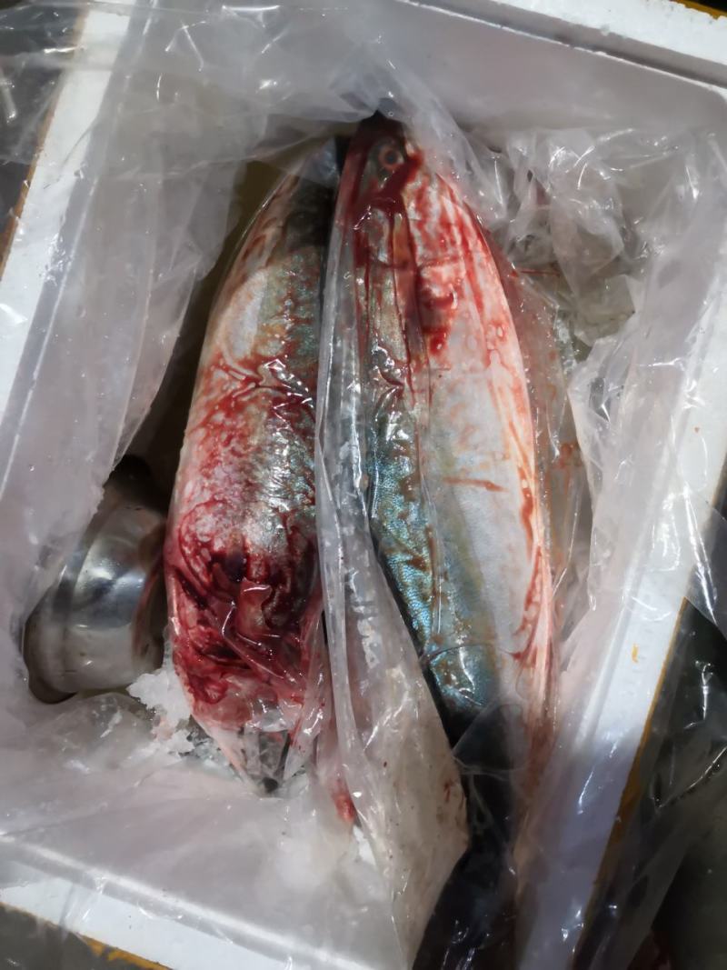 冰鲜鲷鱼冰鲜师鱼活鱼现杀刺身鱼片生吃鱼