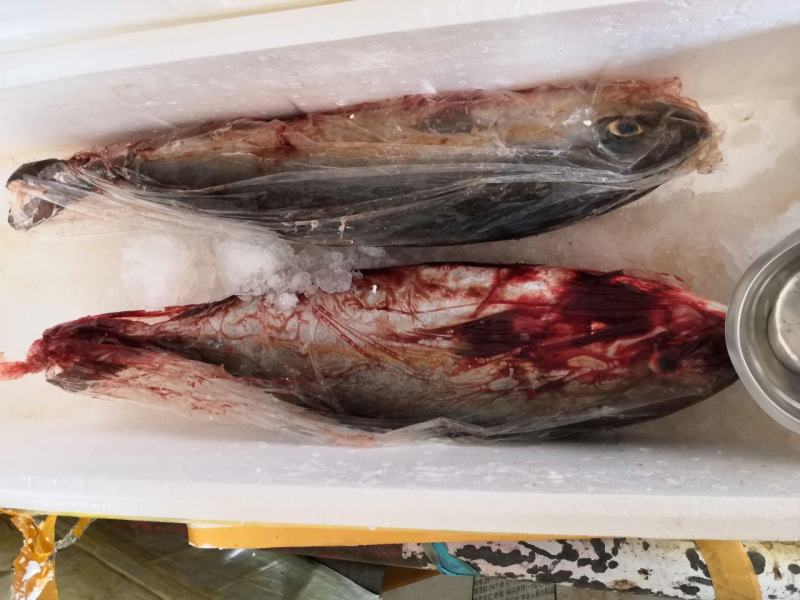 冰鲜鲷鱼冰鲜师鱼活鱼现杀刺身鱼片生吃鱼