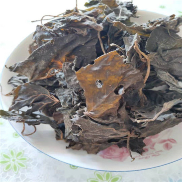 干红薯叶新鲜采摘晾晒