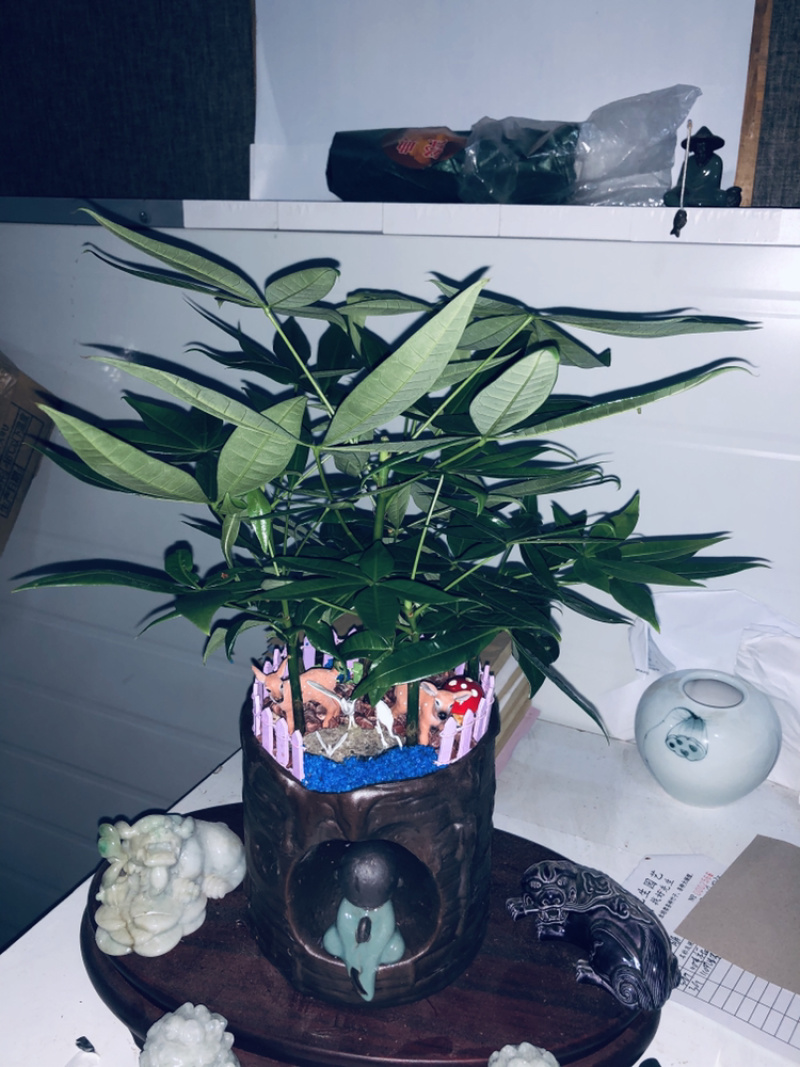 路路发，六福发财树，精品，好好先生园艺供应