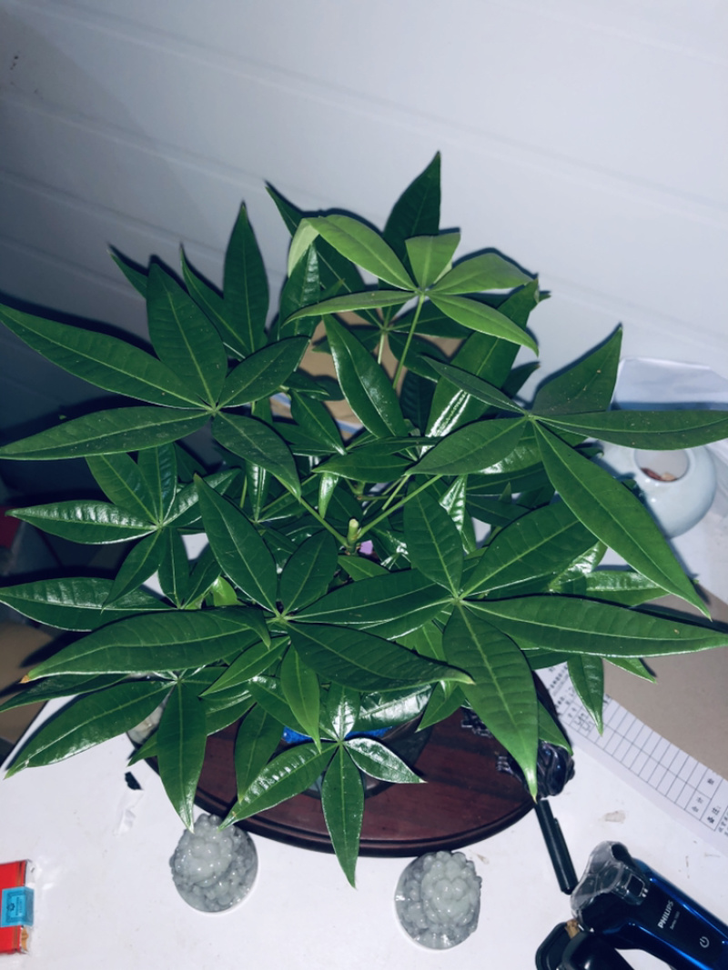 路路发，六福发财树，精品，好好先生园艺供应