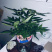 路路发，六福发财树，精品，好好先生园艺供应