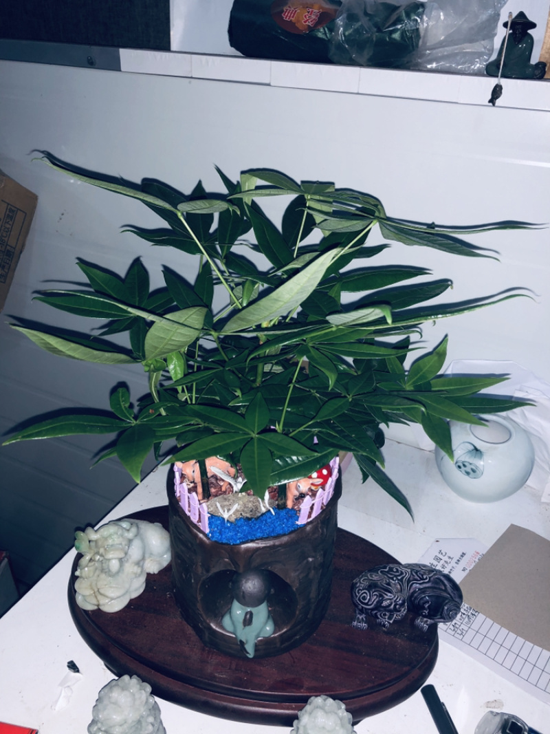 路路发，六福发财树，精品，好好先生园艺供应