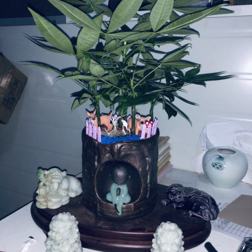 路路发，六福发财树，精品，好好先生园艺供应