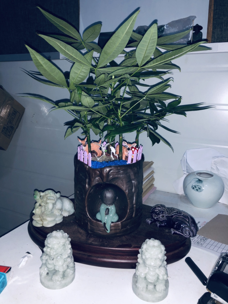 路路发，六福发财树，精品，好好先生园艺供应