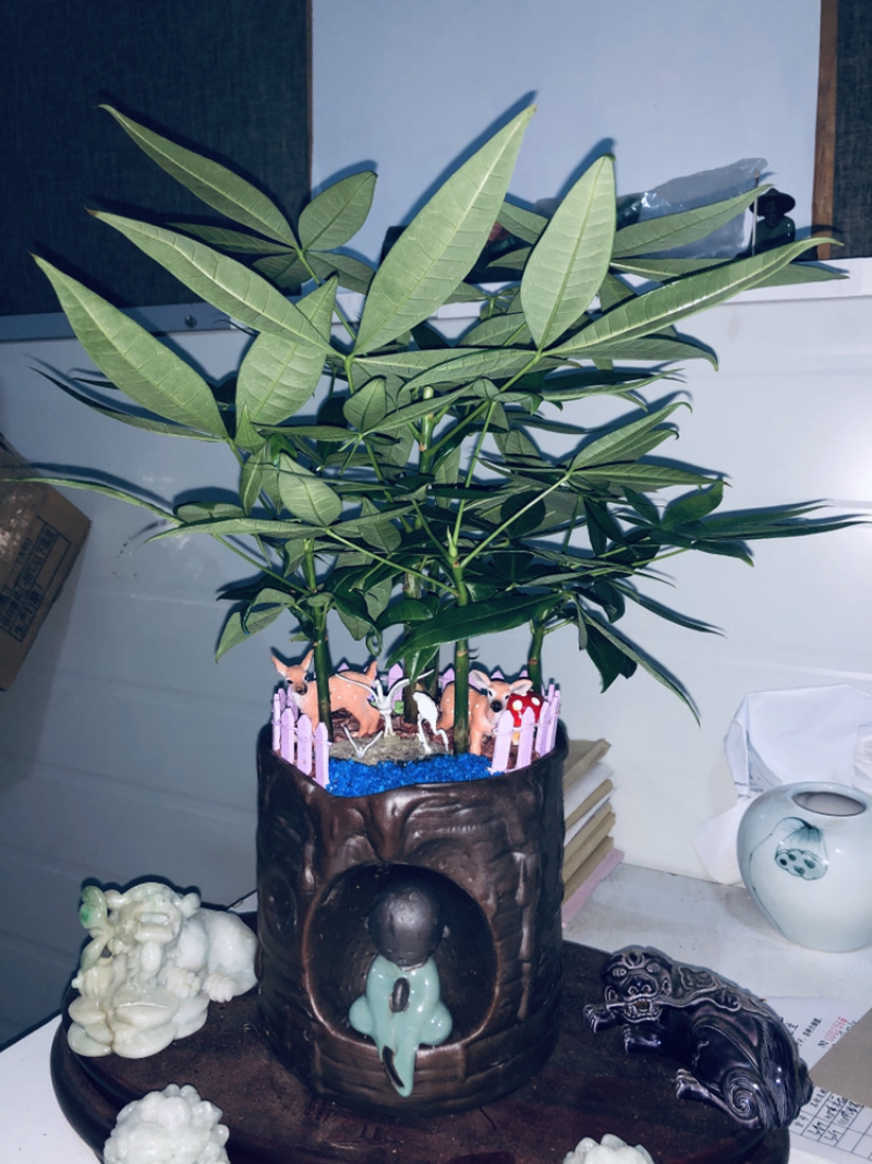 路路发，六福发财树，精品，好好先生园艺供应