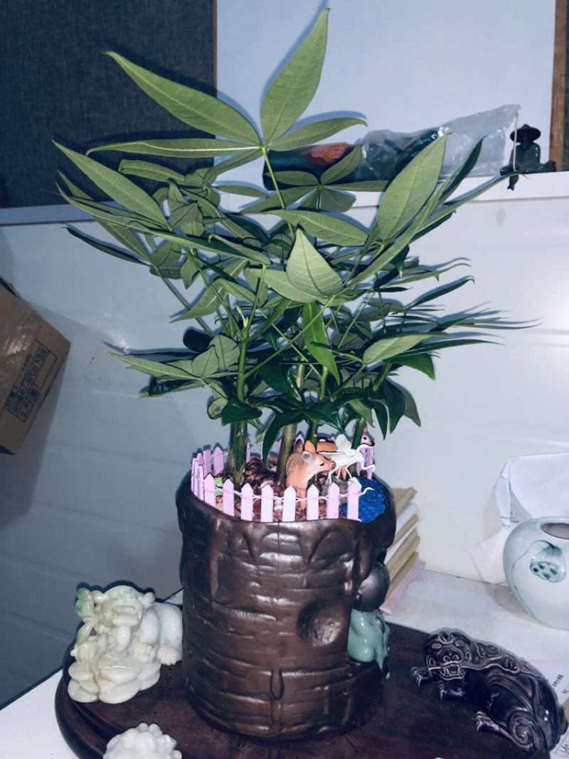 路路发，六福发财树，精品，好好先生园艺供应