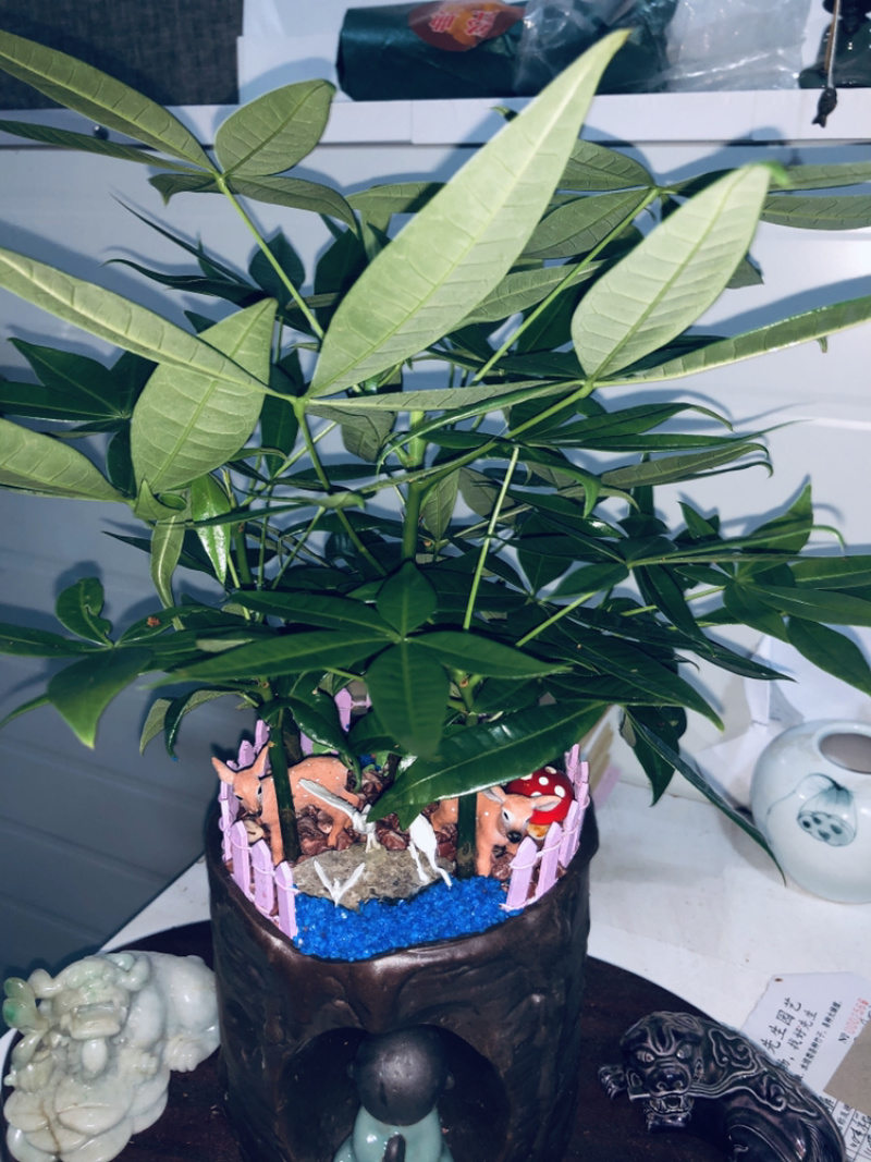 路路发，六福发财树，精品，好好先生园艺供应