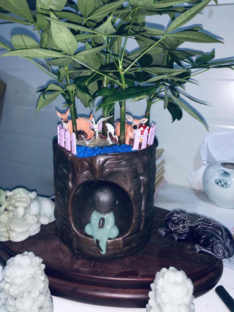 路路发，六福发财树，精品，好好先生园艺供应