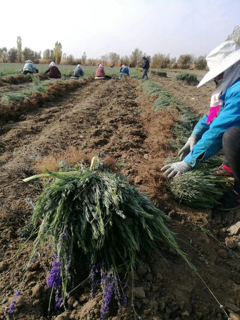 新疆薰衣草苗，杯苗，裸根苗，量大从优，货源充足，