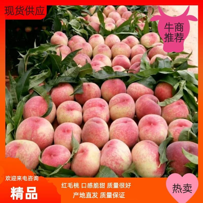 实力推荐【鑫文出品】山东毛桃大红桃产地直发当天采摘
