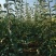 优两公分定植早酥梨苗