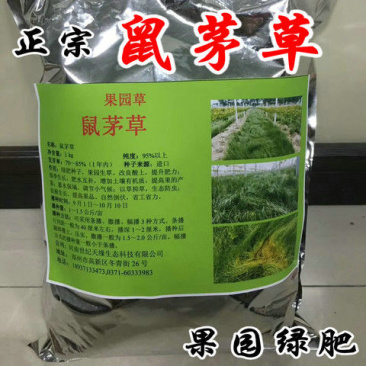 果园绿肥鼠茅草种子四季青种子果树林种草鸭茅草种子