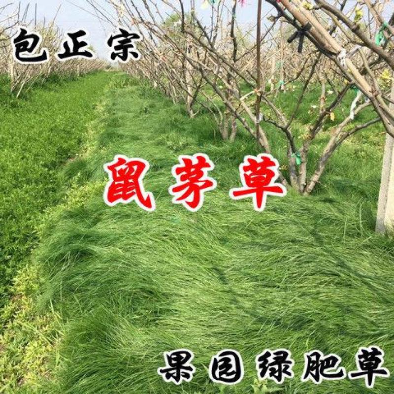 果园绿肥鼠茅草种子四季青种子果树林种草鸭茅草种子