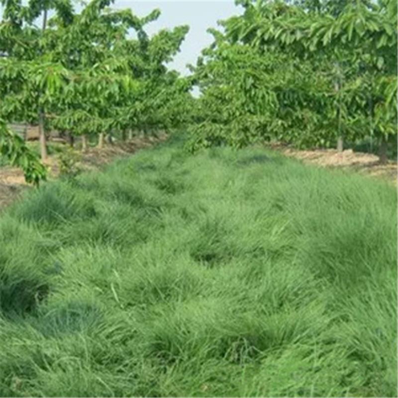 果园绿肥鼠茅草种子四季青种子果树林种草鸭茅草种子