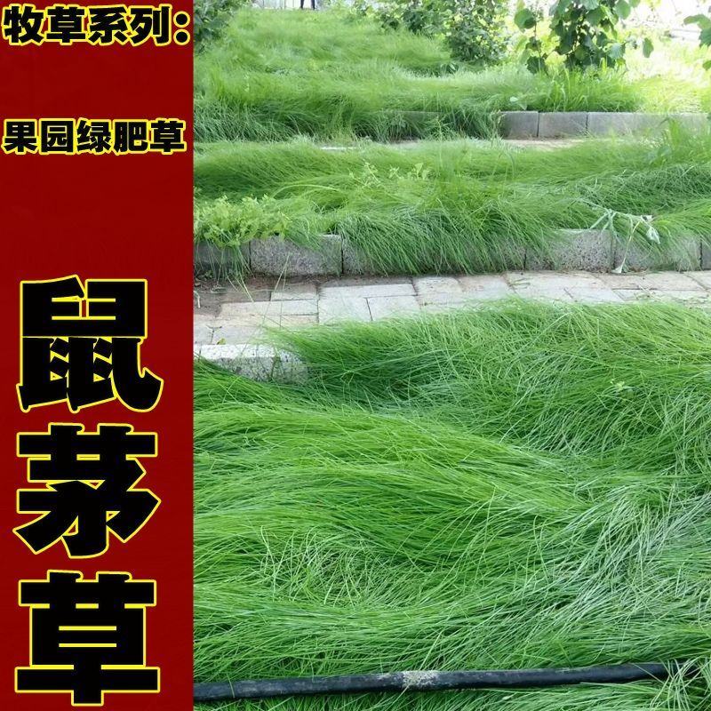 果园绿肥鼠茅草种子四季青种子果树林种草鸭茅草种子