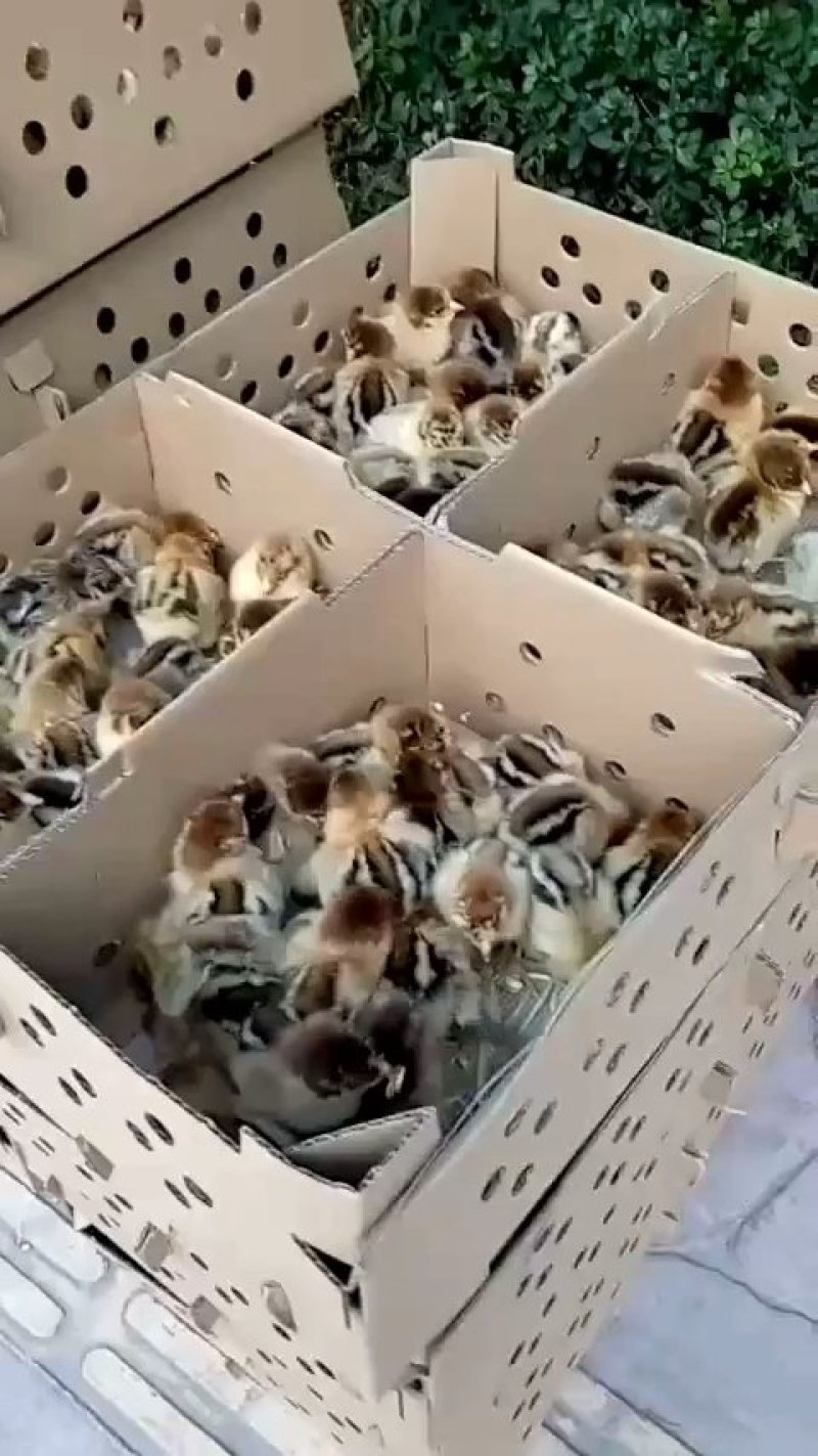 青脚土鸡苗，青脚土2鸡苗，青脚土3鸡苗，土鸡苗