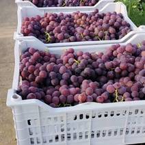 浦江巨峰葡萄大量上市，果粉好，甜，品质保证，基地直发