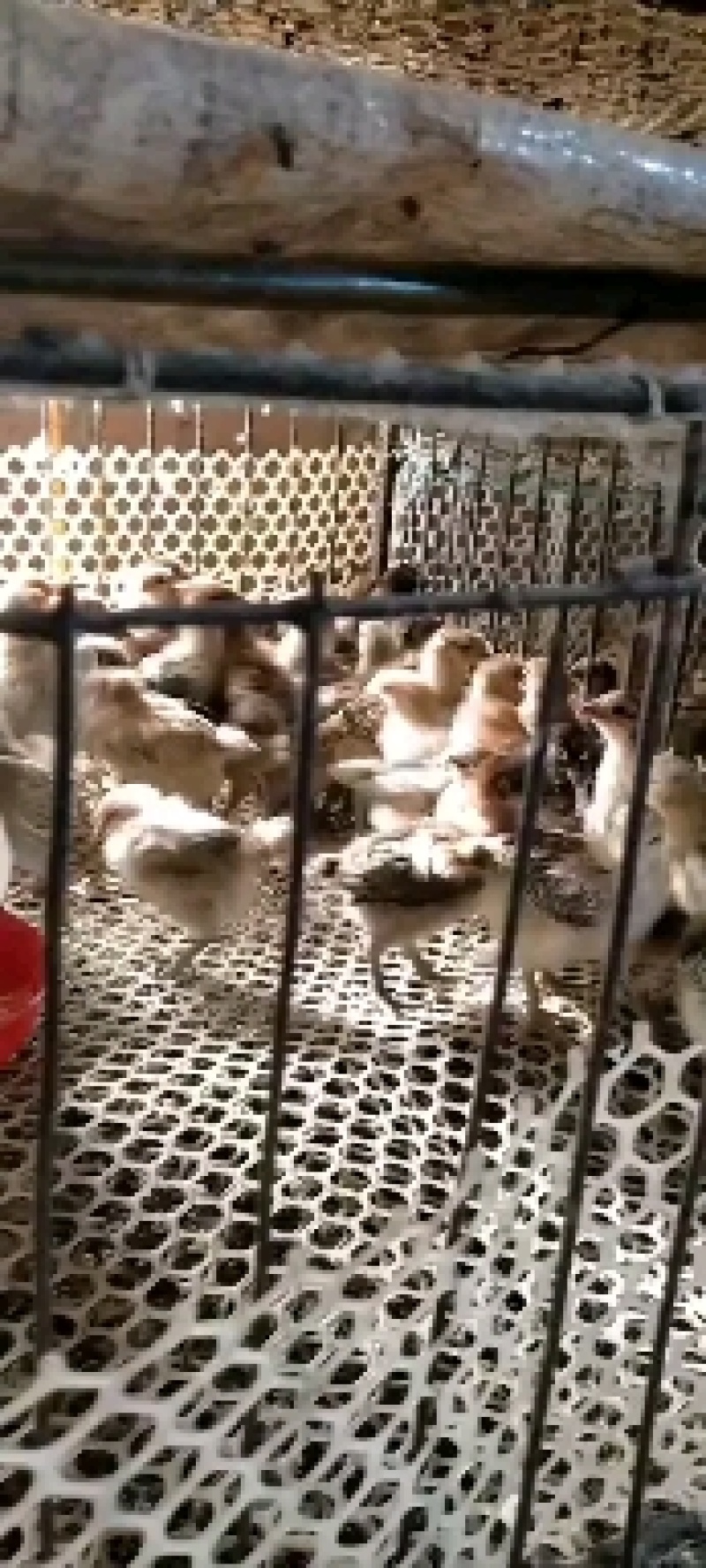 二十多年土鸡孵化经验，青脚土鸡苗，脱温鸡出售批发
