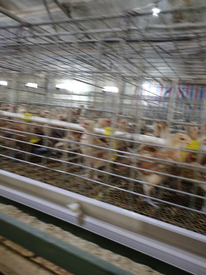 二十多年土鸡孵化经验，青脚土鸡苗，脱温鸡出售批发