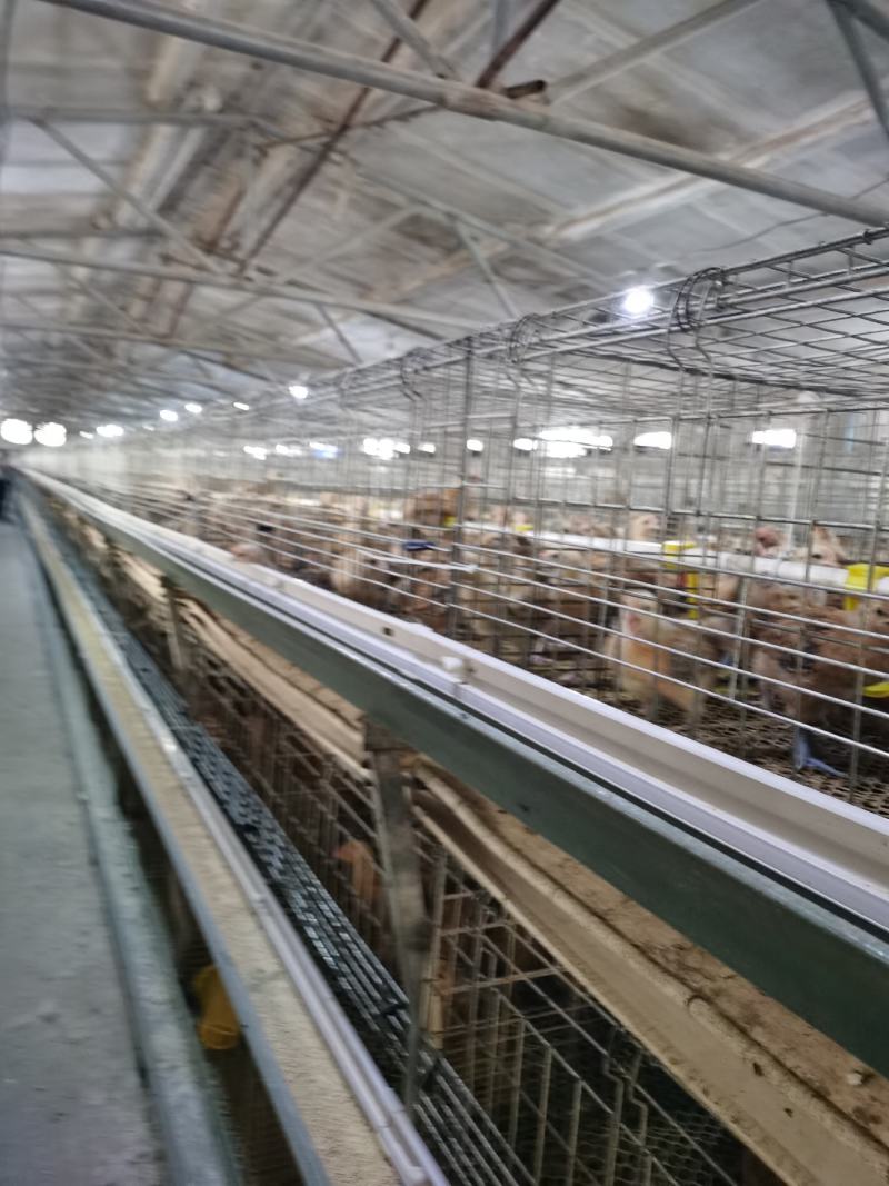 二十多年土鸡孵化经验，青脚土鸡苗，脱温鸡出售批发