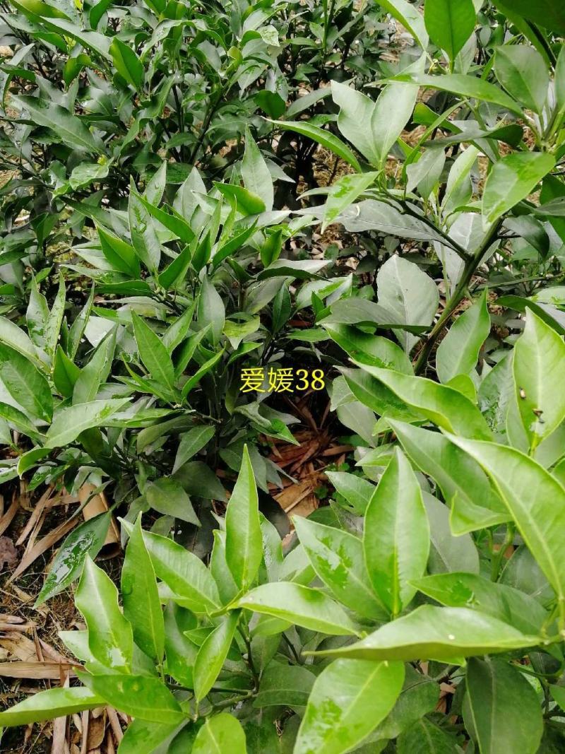 蒲江爱媛38果树嫁接苗手剥果冻橙苗皮薄汁多果苗