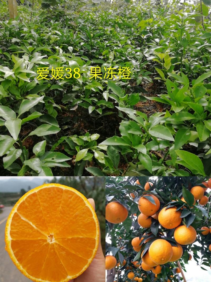蒲江爱媛38果树嫁接苗手剥果冻橙苗皮薄汁多果苗