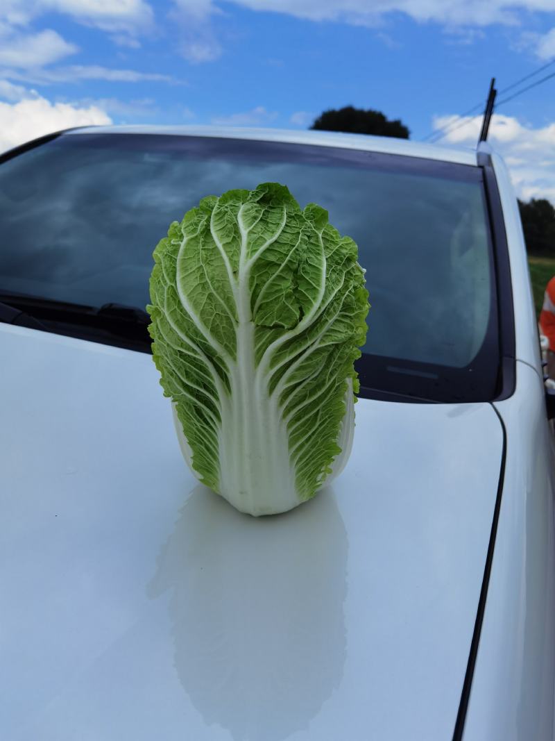 河北张北玲珑黄白菜大量上市