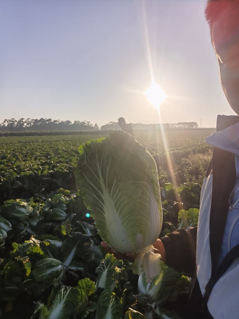 河北张北玲珑黄白菜大量上市