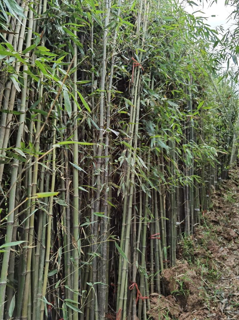刚竹苗移植苗淡竹移植苗早园竹移植苗雷竹移植苗毛竹