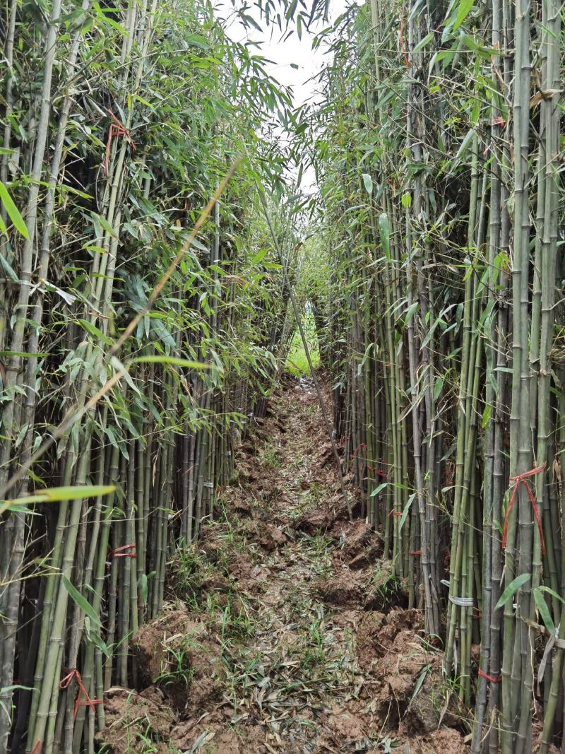 刚竹苗移植苗淡竹移植苗早园竹移植苗雷竹移植苗毛竹