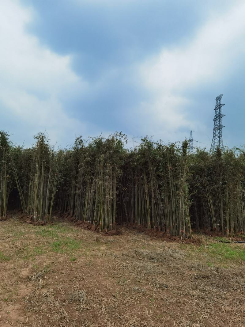 刚竹苗移植苗淡竹移植苗早园竹移植苗雷竹移植苗毛竹