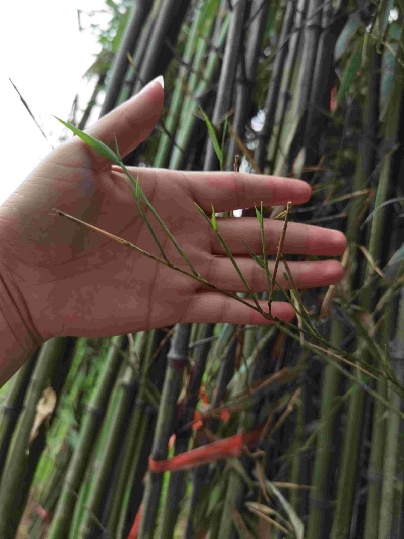 刚竹苗移植苗淡竹移植苗早园竹移植苗雷竹移植苗毛竹