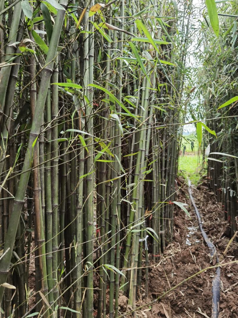 刚竹苗移植苗淡竹移植苗早园竹移植苗雷竹移植苗毛竹