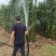 刚竹苗移植苗淡竹移植苗早园竹移植苗雷竹移植苗毛竹