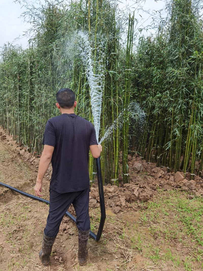 刚竹苗移植苗淡竹移植苗早园竹移植苗雷竹移植苗毛竹