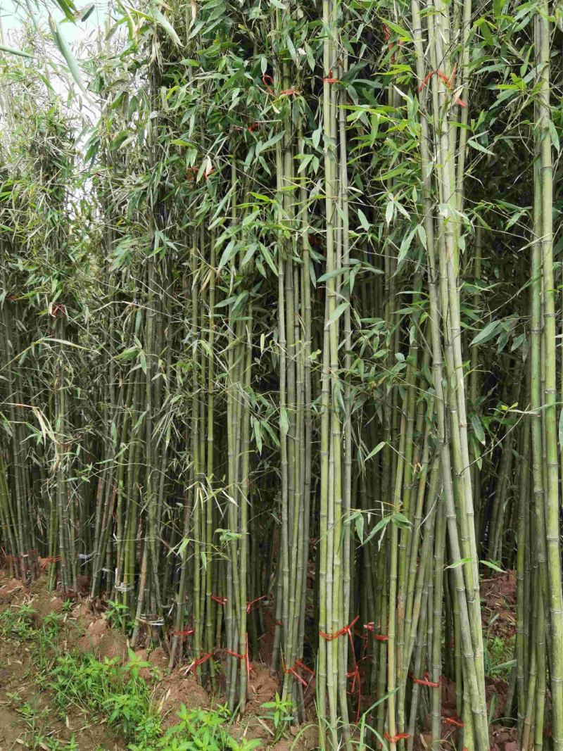 刚竹苗移植苗淡竹移植苗早园竹移植苗雷竹移植苗毛竹