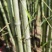 刚竹苗移植苗淡竹移植苗早园竹移植苗雷竹移植苗毛竹