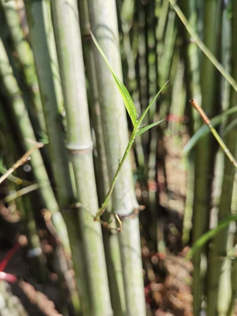 刚竹苗移植苗淡竹移植苗早园竹移植苗雷竹移植苗毛竹