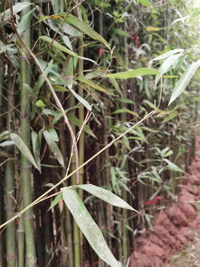 刚竹苗移植苗淡竹移植苗早园竹移植苗雷竹移植苗毛竹