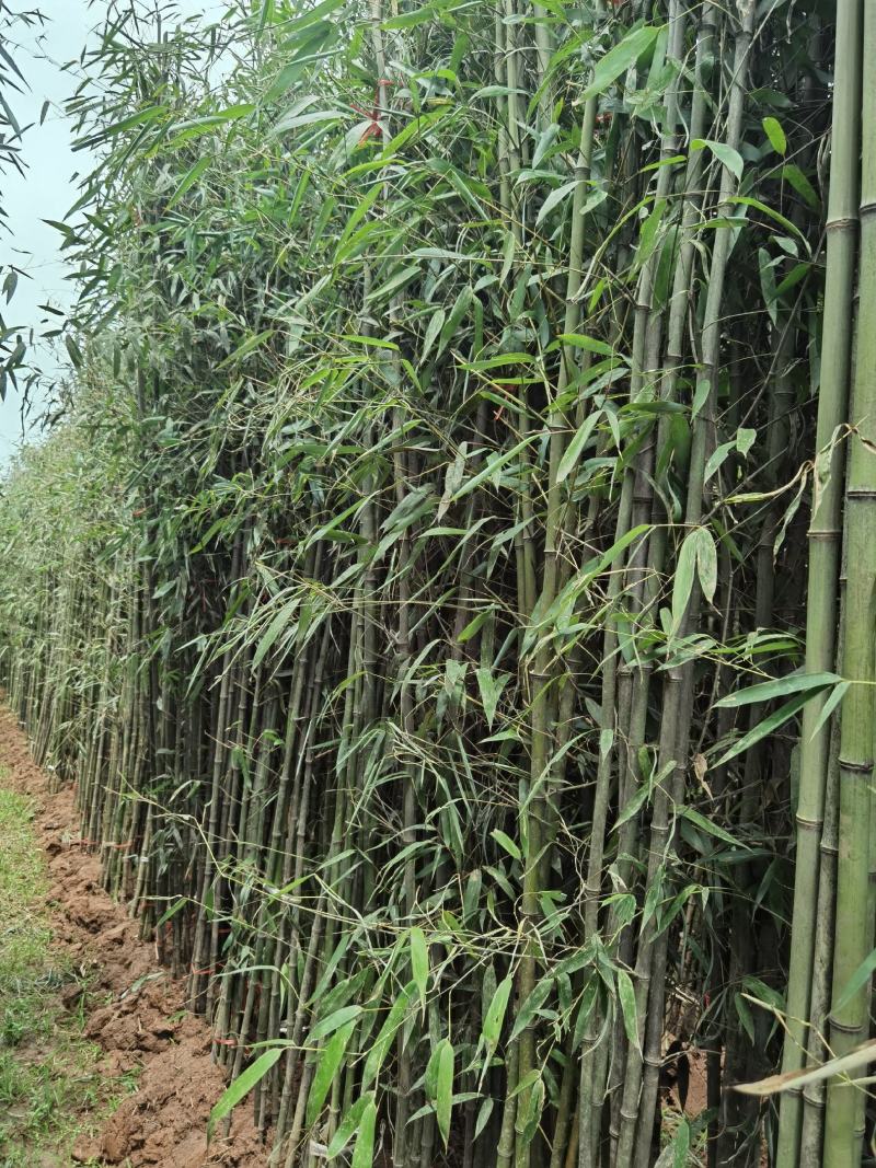 刚竹苗移植苗淡竹移植苗早园竹移植苗雷竹移植苗毛竹