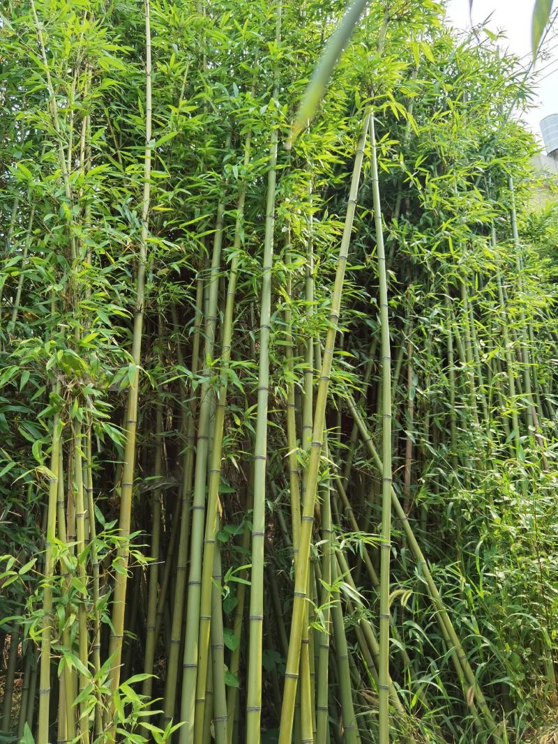 刚竹苗移植苗淡竹移植苗早园竹移植苗雷竹移植苗毛竹