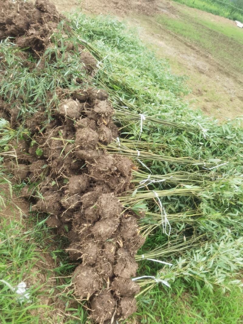 毛竹苗移植毛竹苗大毛竹楠竹毛竹移植苗楠竹苗移植