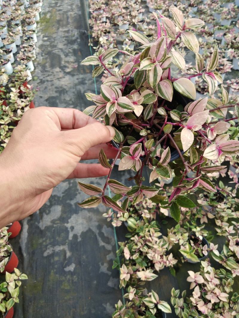 火焰彩叶草，基地自产一手货源，质量保障，诚信经营