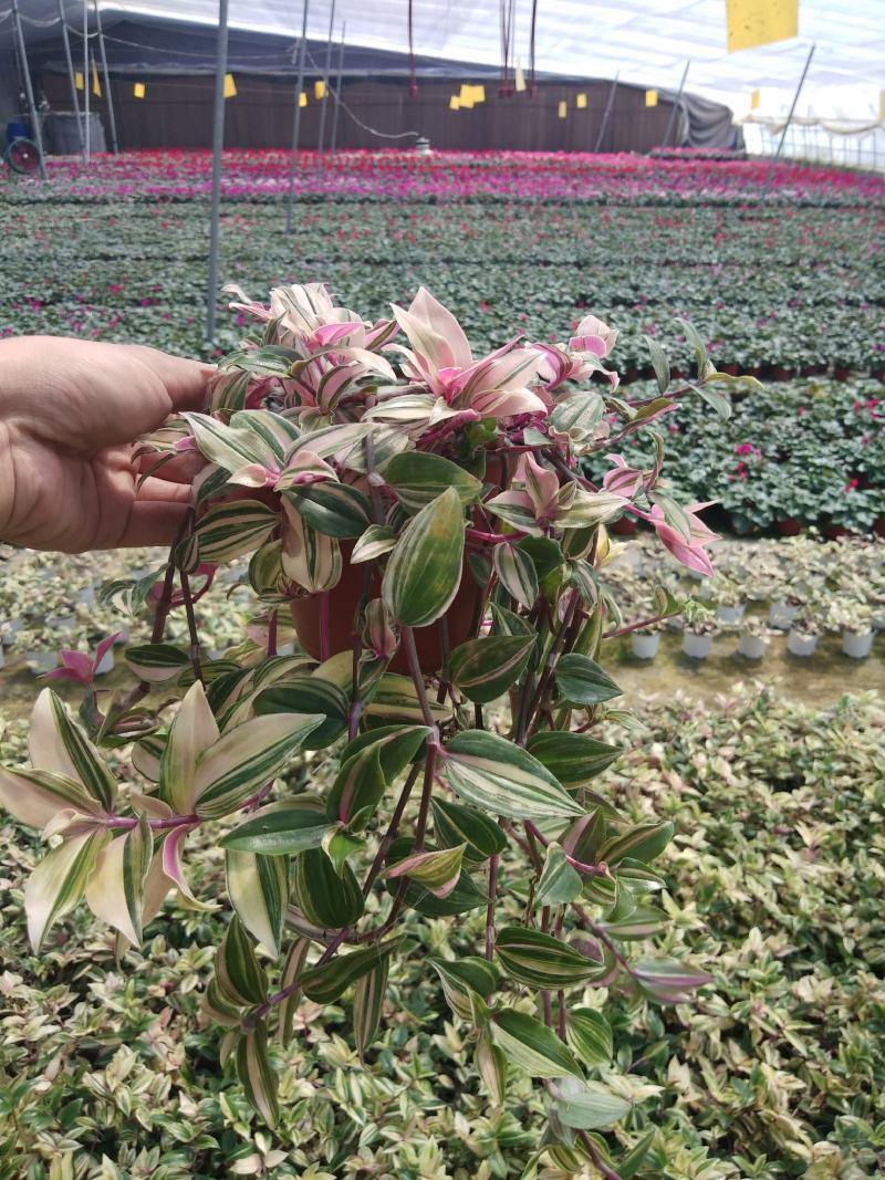 火焰彩叶草，基地自产一手货源，质量保障，诚信经营